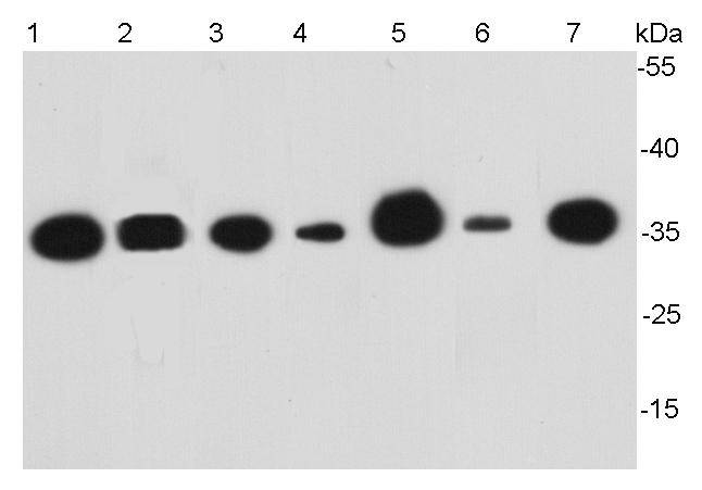 GAPDH Antibody