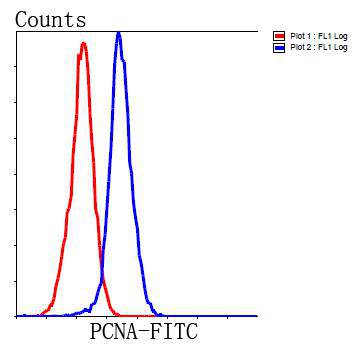 PCNA Antibody