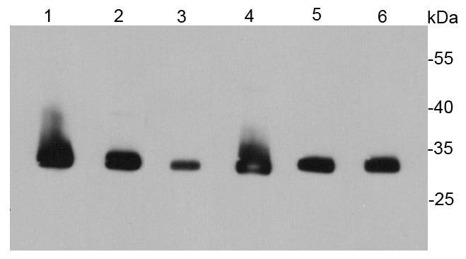 PCNA Antibody