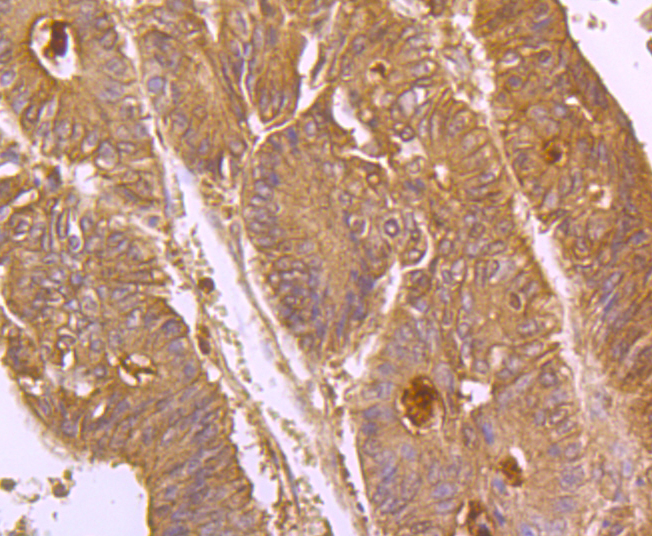 CD133 Antibody