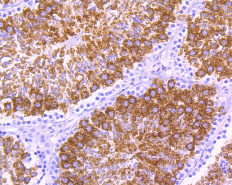 MSY2 Antibody