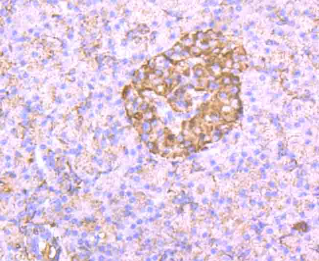 CD130 Antibody