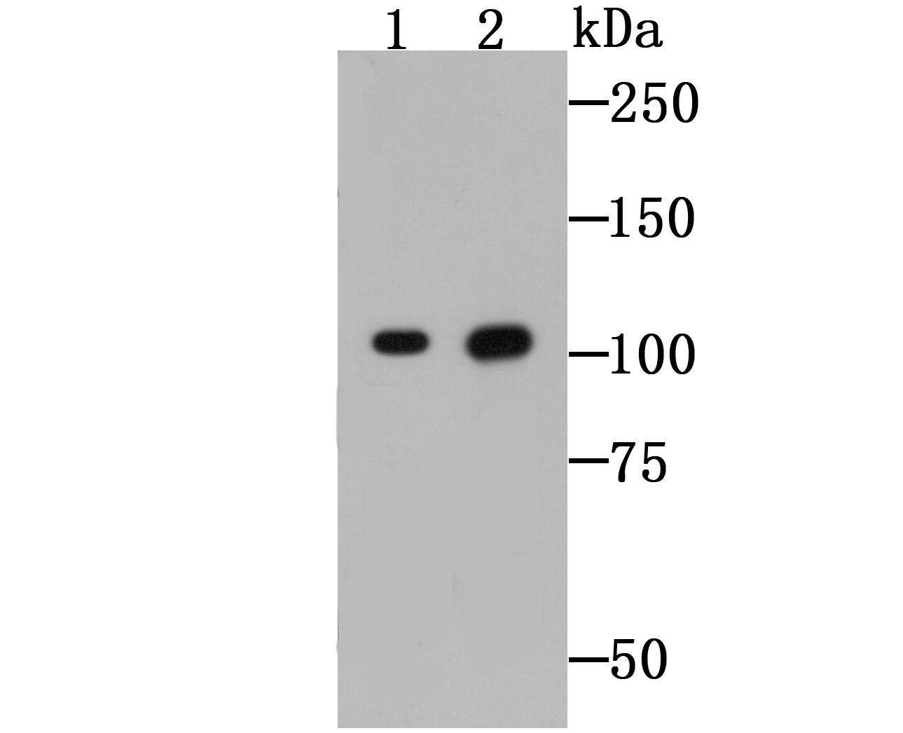 CD130 Antibody