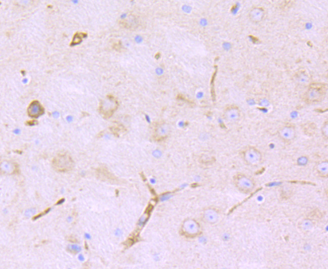 Lnpk Antibody