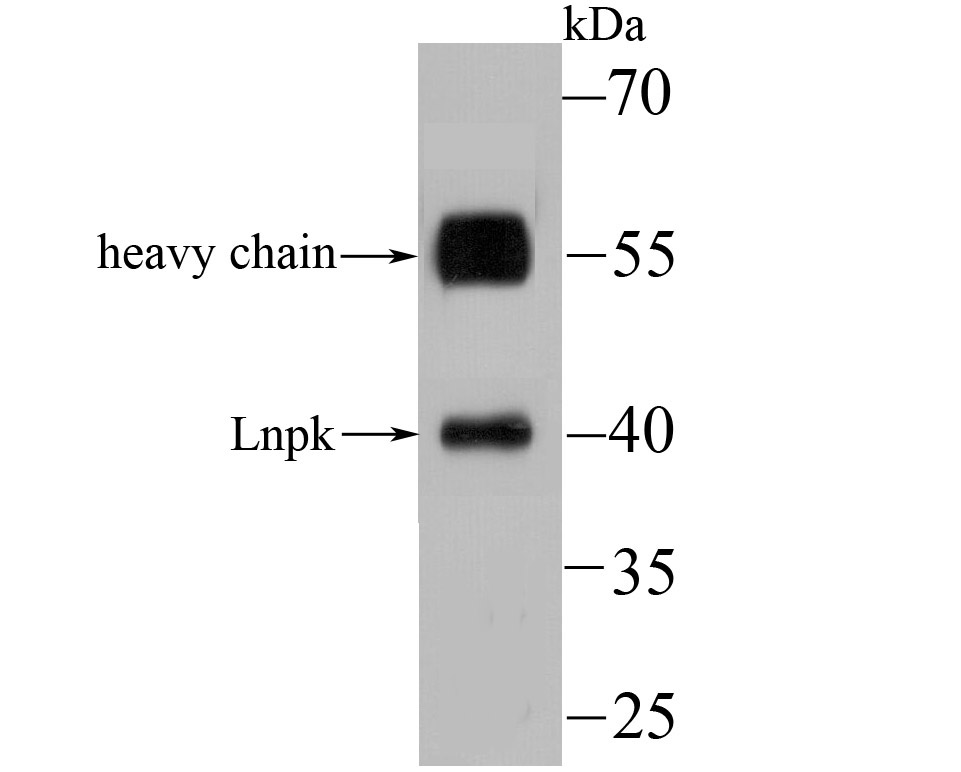 Lnpk Antibody