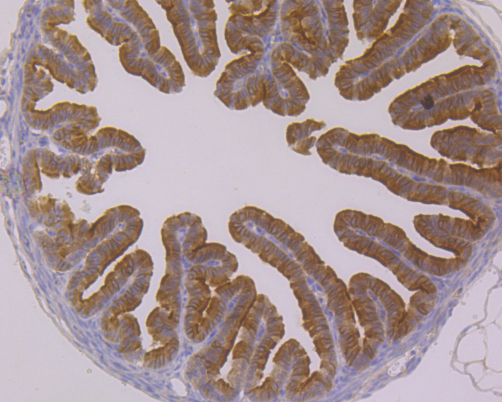 β-tubulin-HRP Antibody