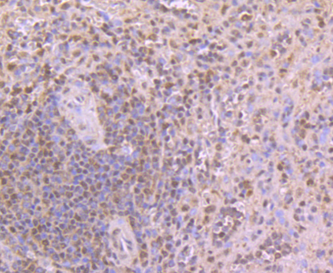 CELF1 Antibody