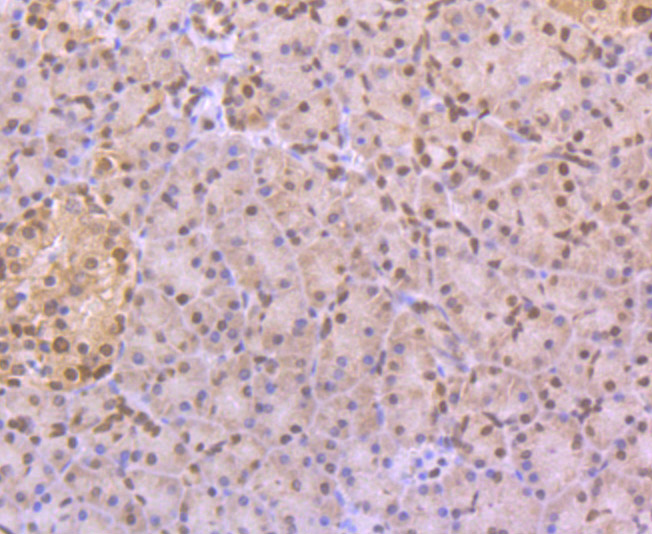 CELF1 Antibody