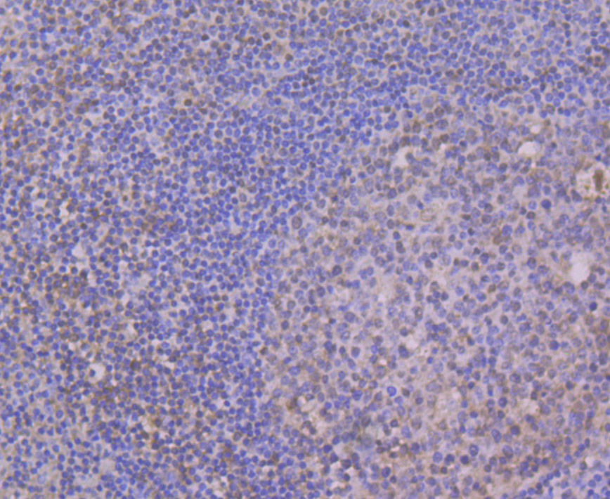 CELF1 Antibody