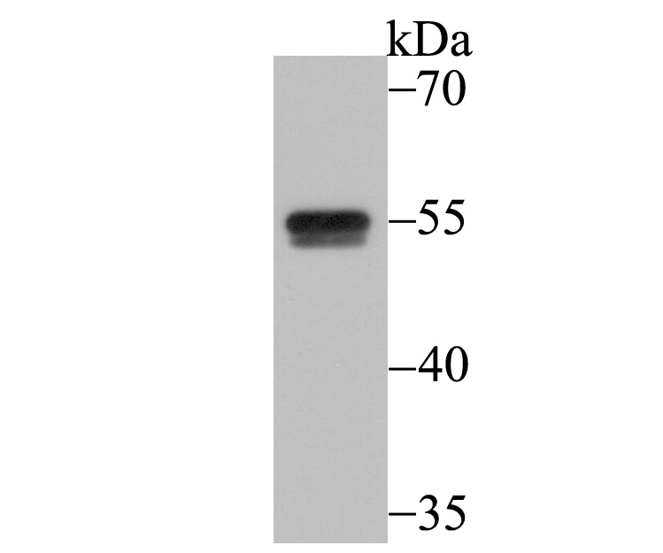 CELF1 Antibody