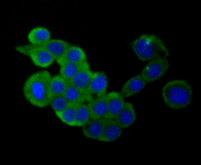 CUB domain-containing protein 1 Antibody