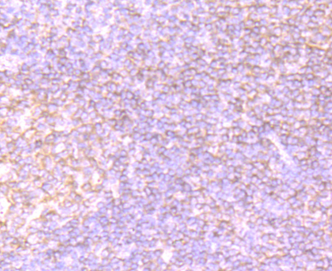 CUB domain-containing protein 1 Antibody