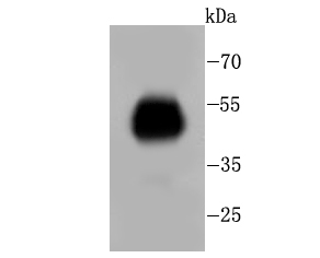 FC Antibody