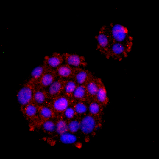 KIM1 Antibody