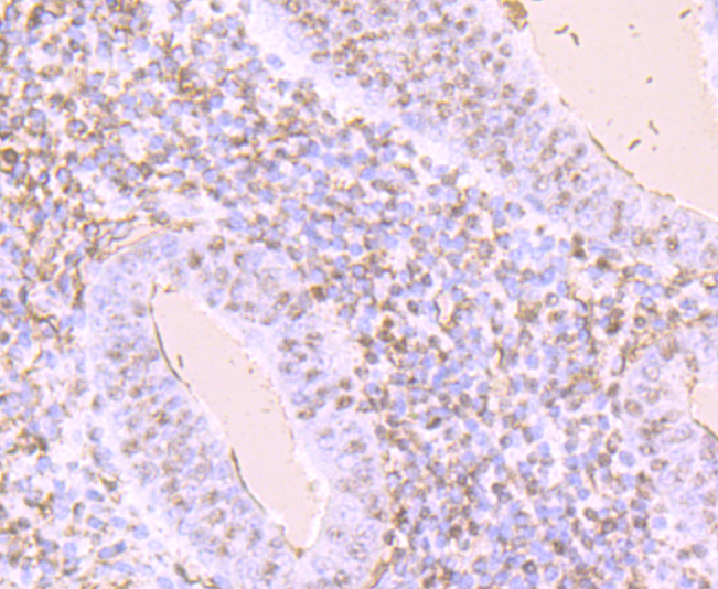 KIM1 Antibody