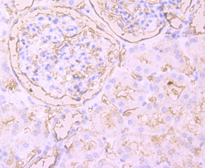 KIM1 Antibody