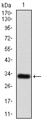 GPCR GPR86 Antibody