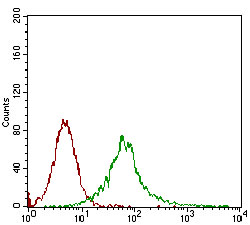 CAMK2G Antibody