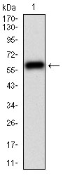 CAMK2G Antibody