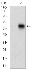 CAMK2G Antibody