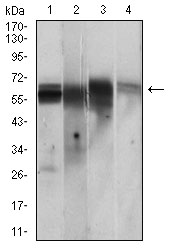 CAMK2G Antibody