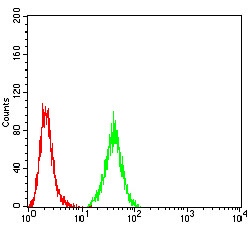 PRDM5 Antibody