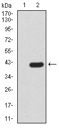 PRDM5 Antibody