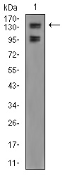 FBXL10 Antibody