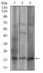 CAV2 Antibody