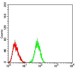 CK5 Antibody