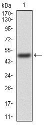 TIP60 Antibody