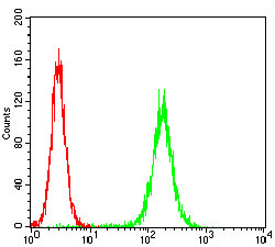 PKN1 Antibody