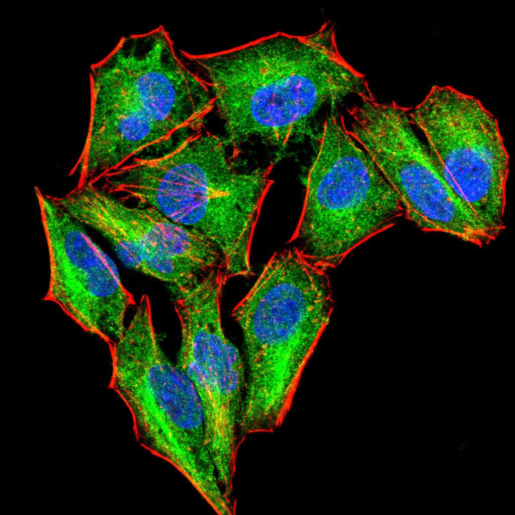 PKN1 Antibody