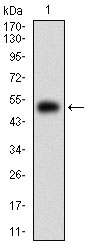 PKN1 Antibody