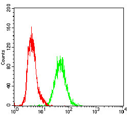 RAP1GAP Antibody