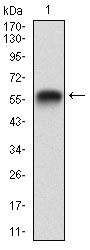 RAP1GAP Antibody