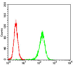 MuRF1 Antibody