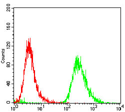 EPN1 Antibody