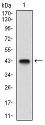 EPN1 Antibody