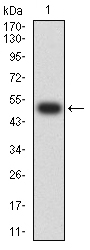 CHRNA7 Antibody