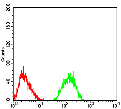 GRM7 Antibody