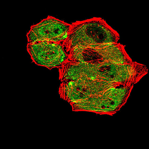 GRM7 Antibody