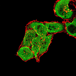 GRM7 Antibody