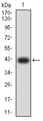 GRM7 Antibody