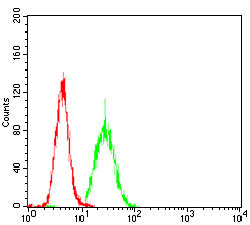 PKHD1 Antibody