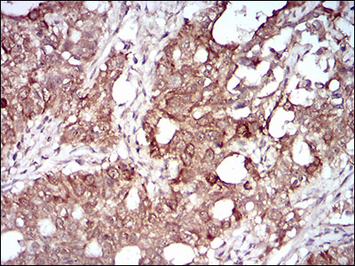 MMEL1 Antibody