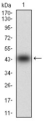 MMEL1 Antibody