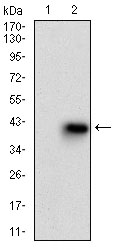 MMEL1 Antibody