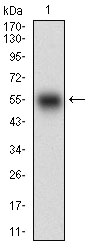 SMCP Antibody