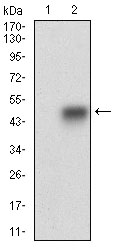 SMCP Antibody